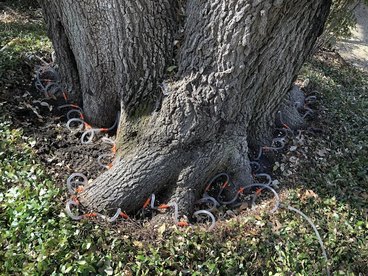 Detailed Tree Cabling and Bracing job site in Otis Orchards