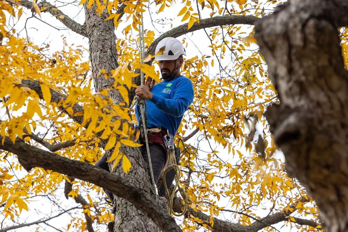 Skilled Tree Transplanting crew working in Otis Orchards